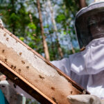 Programa de Apicultura da Eucatex está entre os cases da Ibá para a COP16 de Biodiversidade