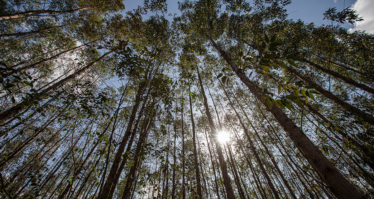 Eucatex Florestal: a essência do Grupo Eucatex no cuidado com o meio ambiente